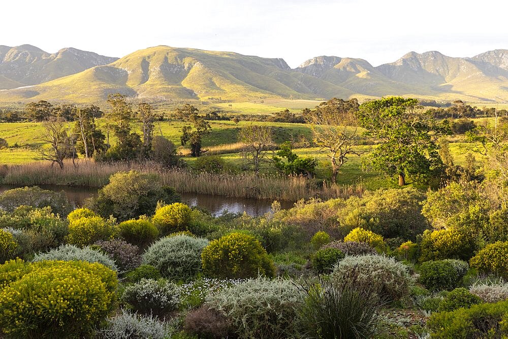 View across a tranquil landscape, river valley and a mountain range, Klein Mountains, Western Cape, South Africa