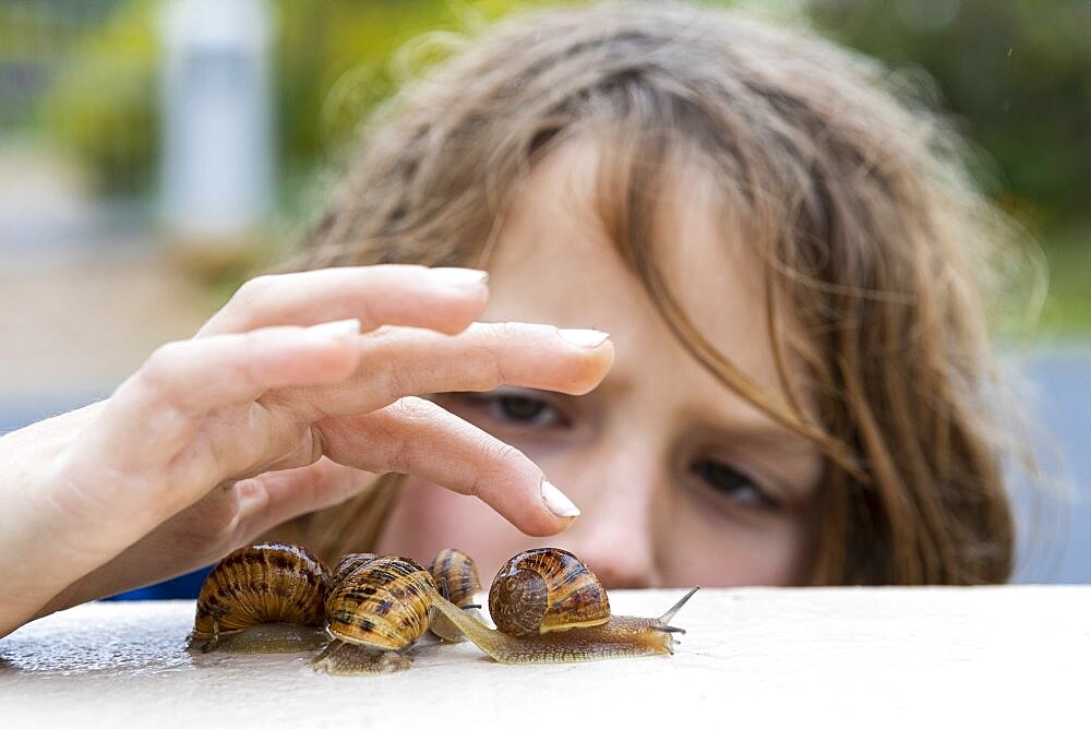 Young boy looking closely at snails on a wall, De Kelders, Western Cape, South Africa