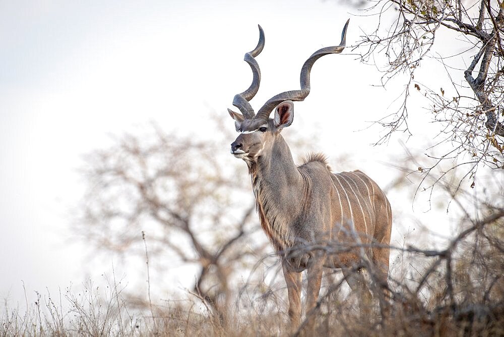 A kudu bull, Tragelaphus strepsiceros, stands in amoungst dry grass and branches, Londolozi Wildlife Reserve, Sabi Sands, Greater Kruger National Park, South Africa