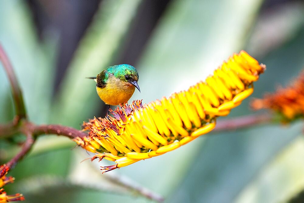 A collared sunbird, Hedydipna collaris, sits on an aloe flower, Londolozi Wildlife Reserve, Sabi Sands, Greater Kruger National Park, South Africa