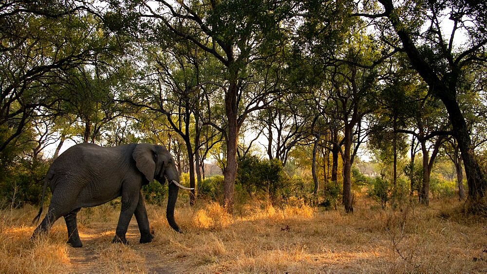 African elephant, loxodonta africana, walks through trees, Londolozi Wildlife Reserve, Sabi Sands, Greater Kruger National Park, South Africa