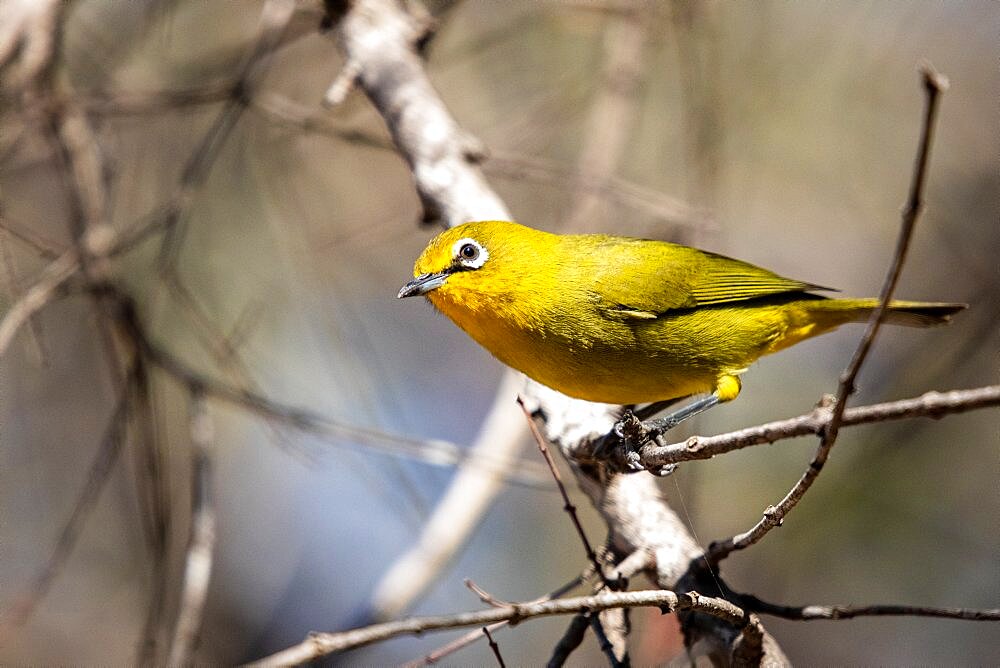 A cape white-eye bird, Zosterops virens, stands on a branch, tilting head, Londolozi Wildlife Reserve, Sabi Sands, Greater Kruger National Park, South Africa