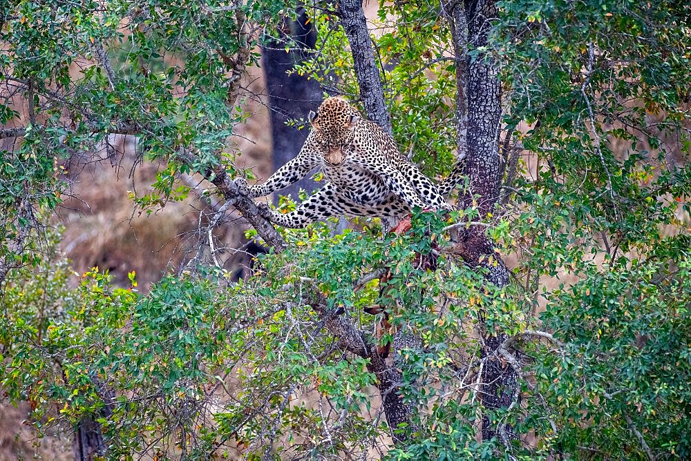 A leopard, Panthera pardus, stands over kill in a tree, direct gaze, Londolozi Wildlife Reserve, Sabi Sands, Greater Kruger National Park, South Africa