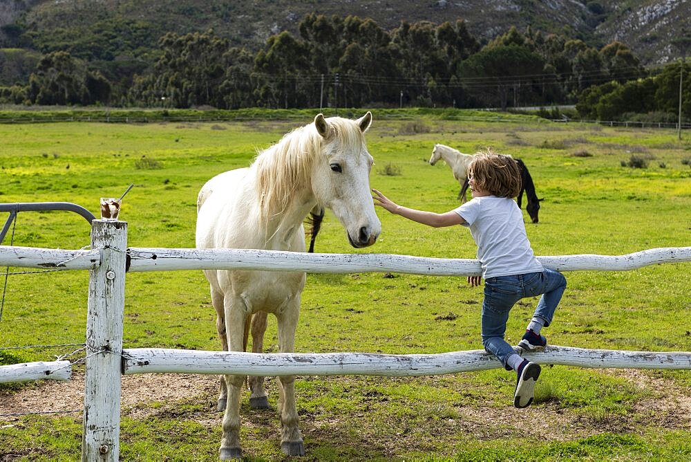 Eight year old boy reaching over a fence to pat a grey horse in a field, Stanford, Western Cape, South Africa