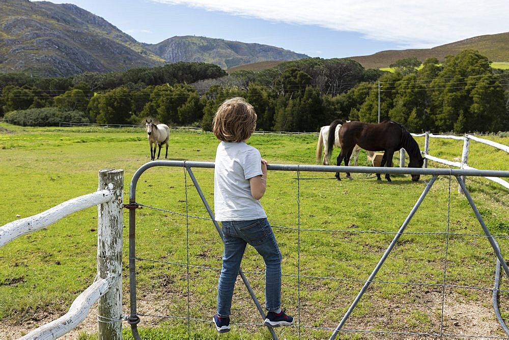 Eight year old boy leaning on a fence, watching horses in a field, Stanford, Western Cape, South Africa