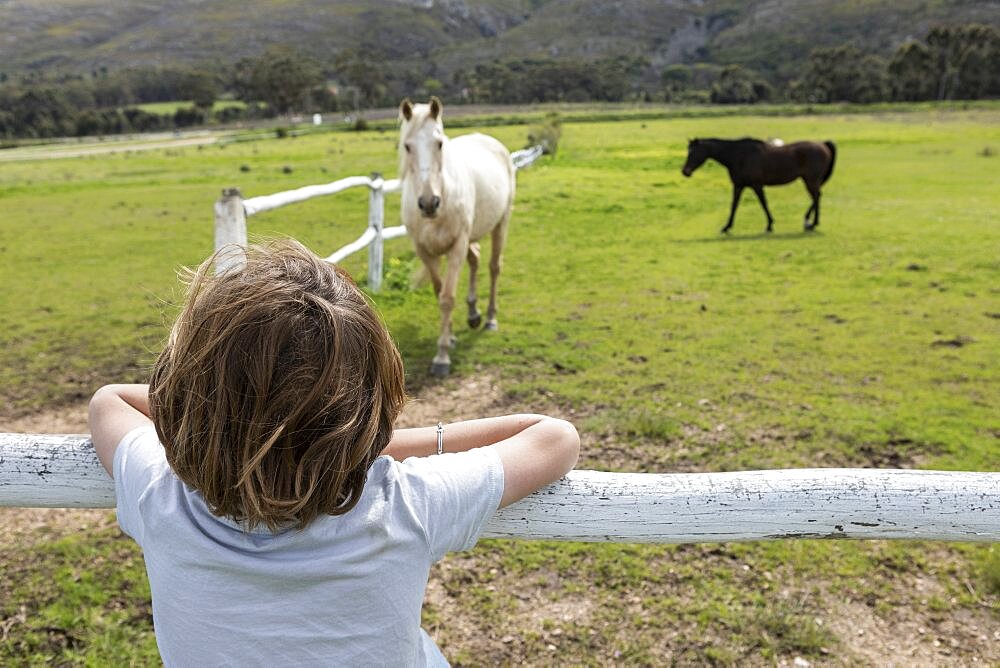 Eight year old boy leaning on a fence, watching horses in a field, Stanford, Western Cape, South Africa