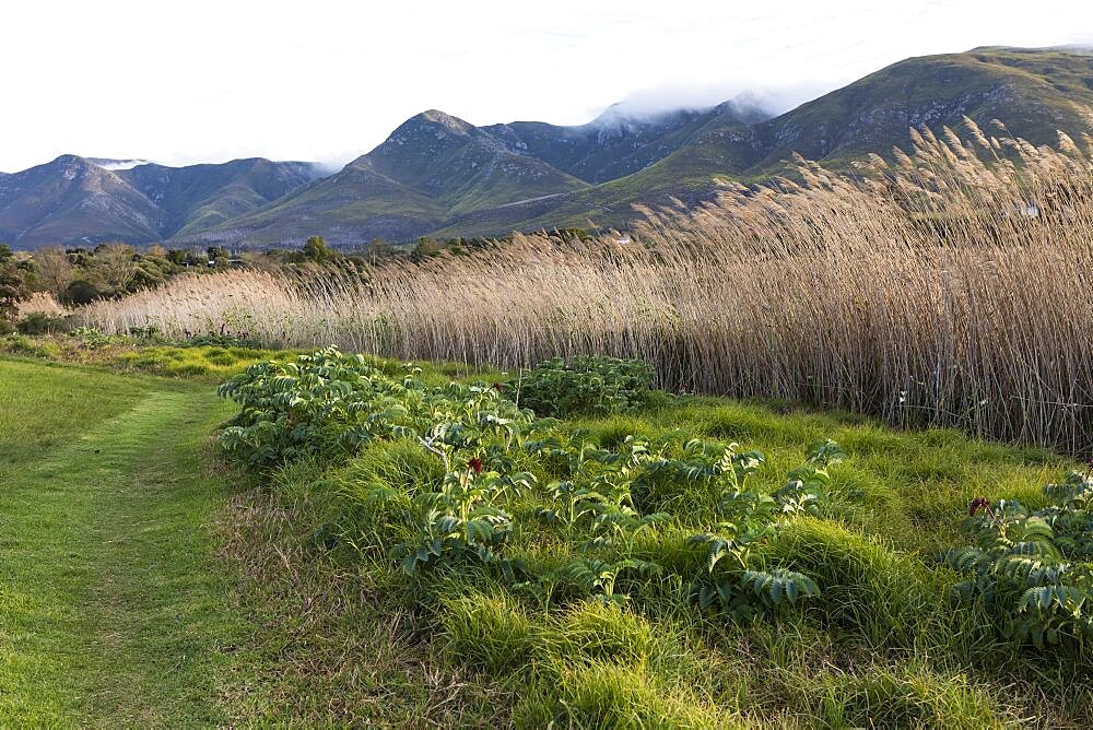 Landscape in a flat plain and view to the Klein mountains, Stanford, Western Cape, South Africa