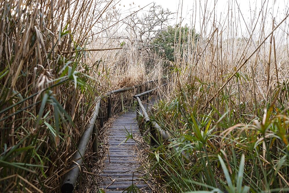 A walkway through the reeds, above the soggy ground and marshes on a riverbank, Stanford Walking Trail, Western Cape, South Africa