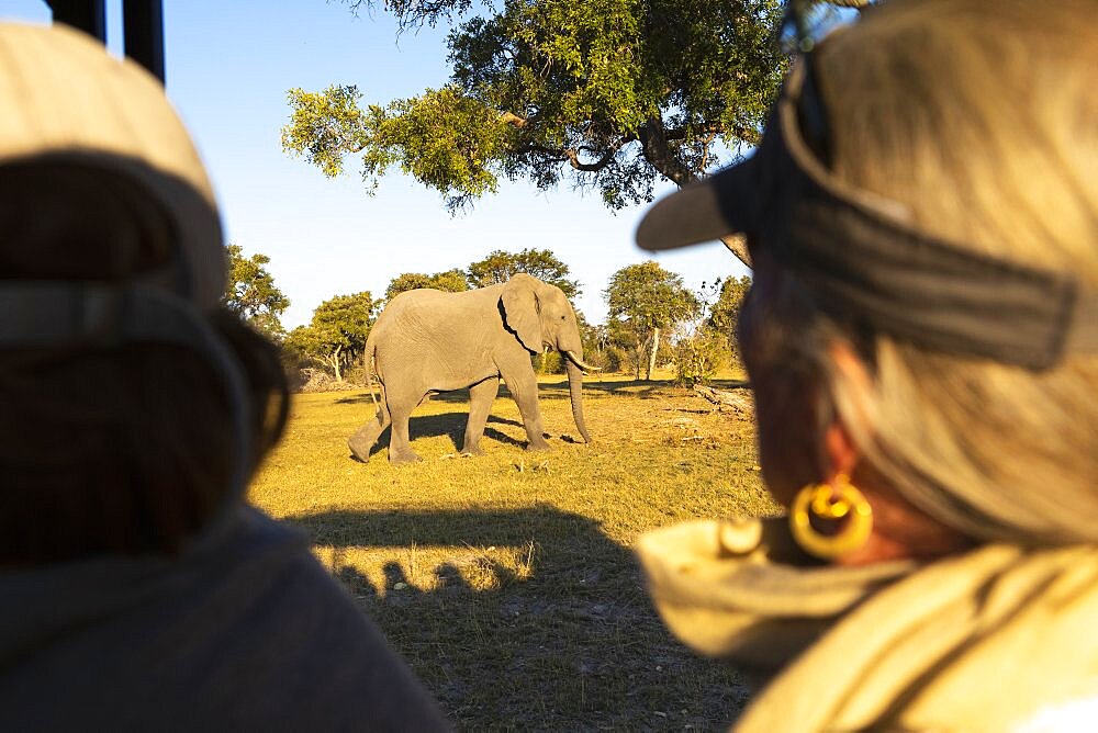 Passengers in a safari jeep observing a large elephant walking near the vehicle, Okavango Delta, Botswana