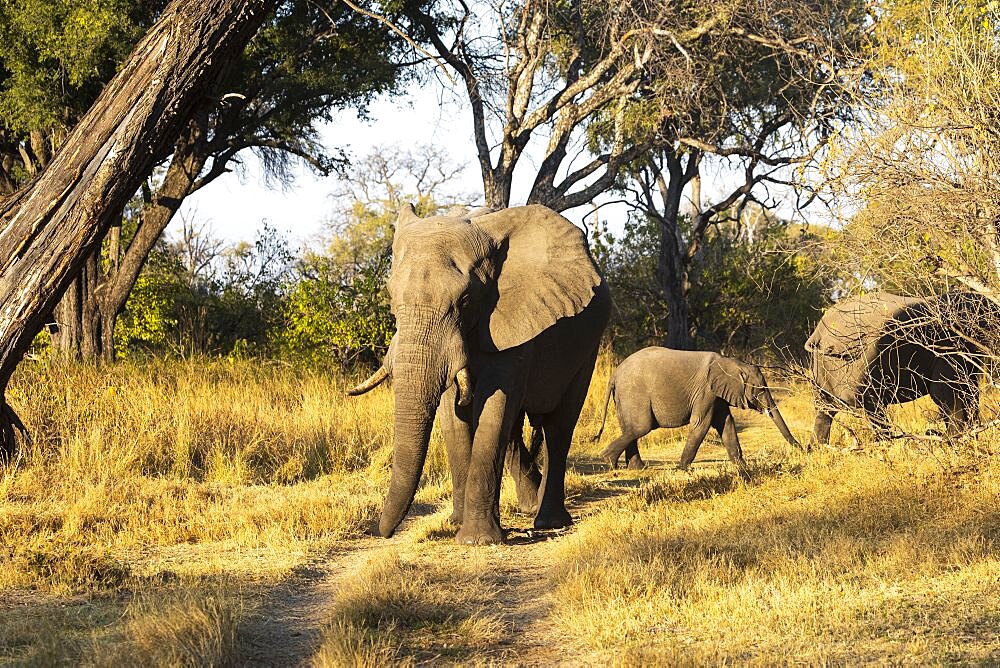 A small group of three elephants, loxodonta africanus, different ages, one elephant calf, Okavango Delta, Botswana