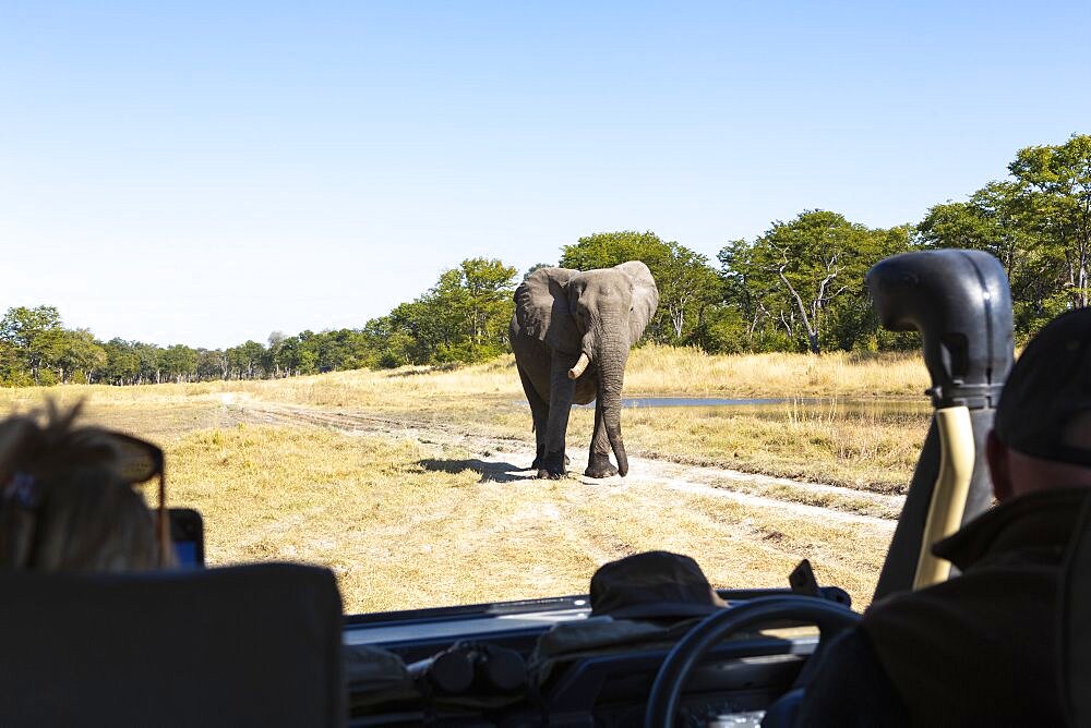 A large elephant with tusks in front of a jeep full of people, Okavango Delta, Botswana