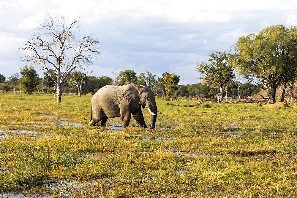 An elephant wading through marshes in open space in a wildlife reserve, Okavango Delta, Botswana