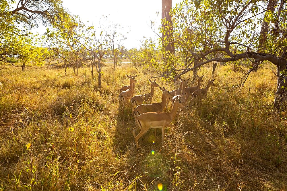 A small group of impala in the early morning sun, under the shade of a tree, Okavango Delta, Botswana