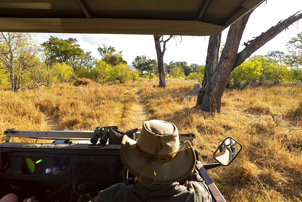 A safari guide in a bush hat at the wheel of a jeep, an elephant in the distance, Okavango Delta, Botswana