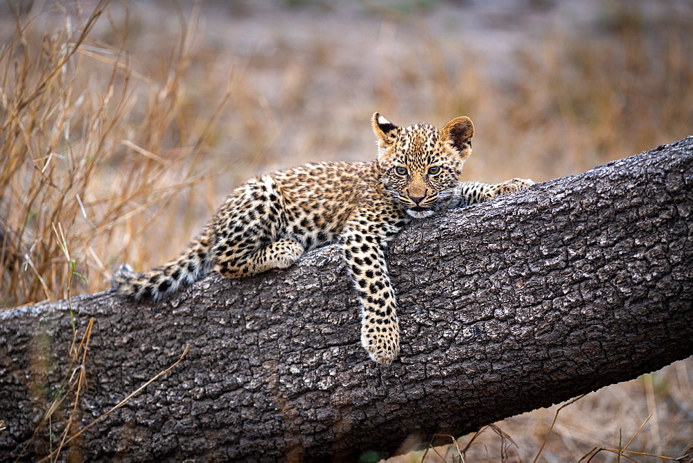 A lepoard cub, panthera pardus, lying on a tree trunk, paw dangling down, Londolozi Wildlife Reserve, South Africa