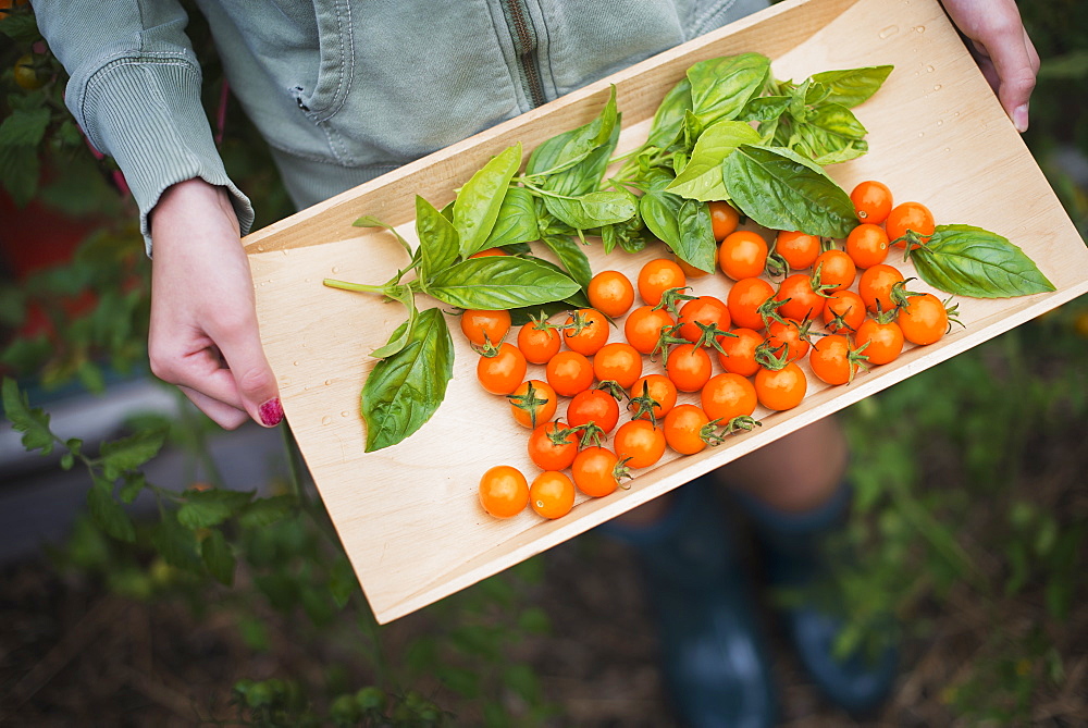 Organic Farming. A wooden tray of red cherry tomatoes and basil leaves, Woodstock, New York, USA