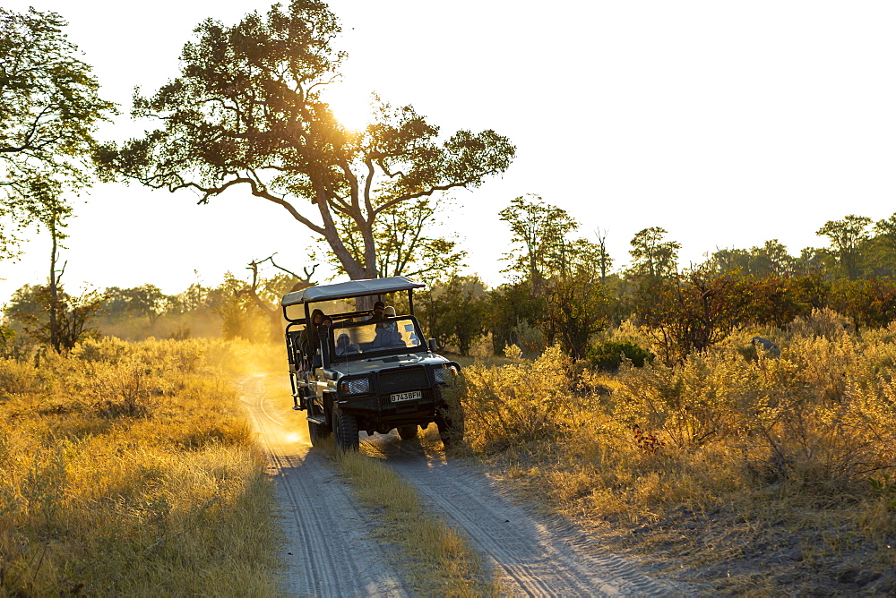 Safari jeep on a dirt road, a sunrise drive, Okavango Delta, Botswana