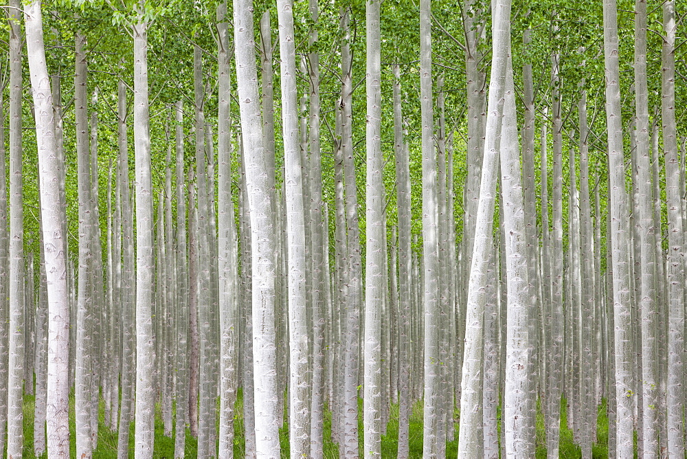 Poplar tree farm or tree plantation in Oregon, Oregon, USA