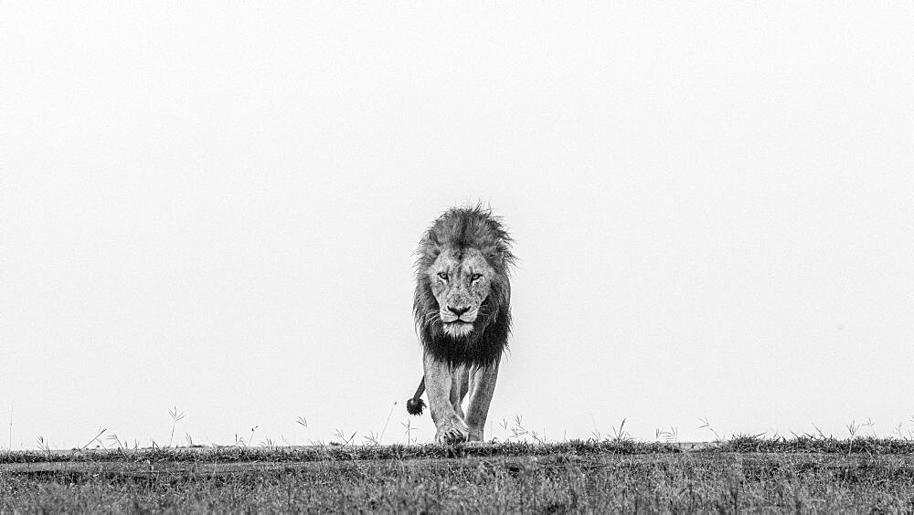 A male lion, Panthera leo, walks through short grass, direct gaze, in black and white