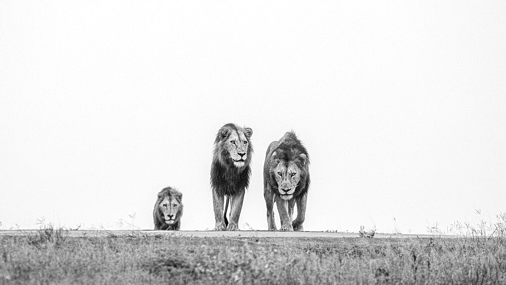 Three male lions, Panthera Leo, on a ridge, head on view, black and white image