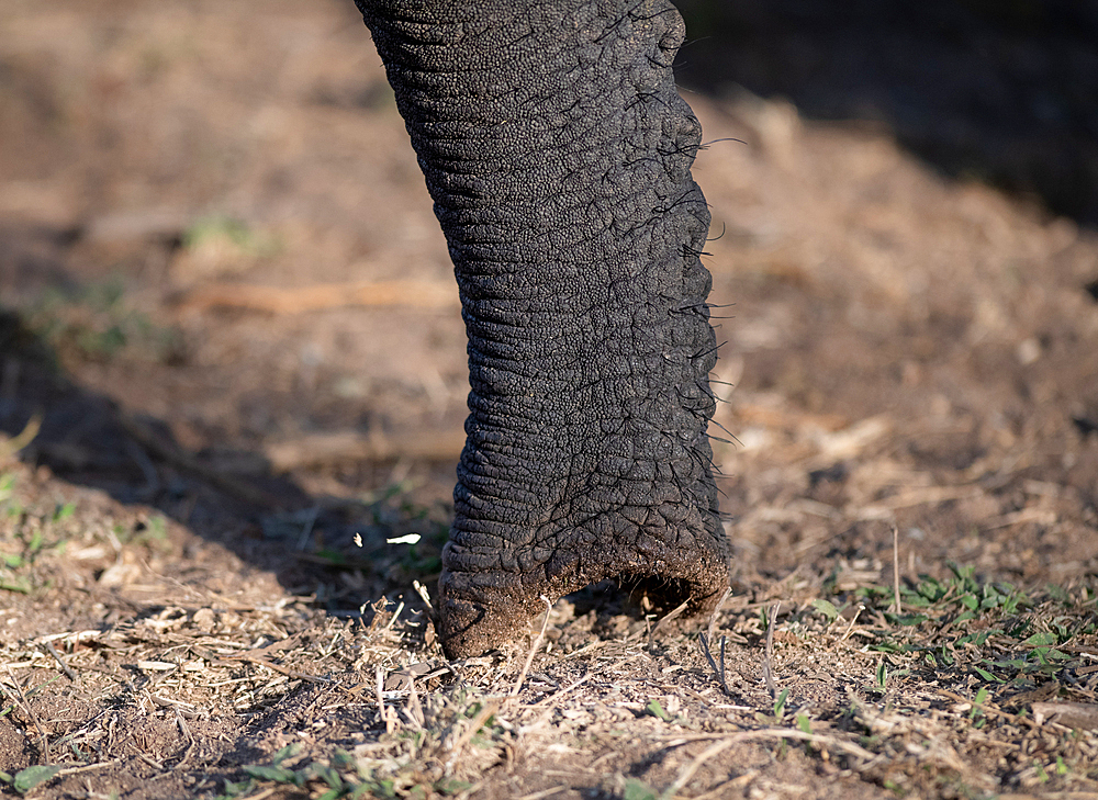 An close-up of an elephant,Loxodonta africana, trunk.