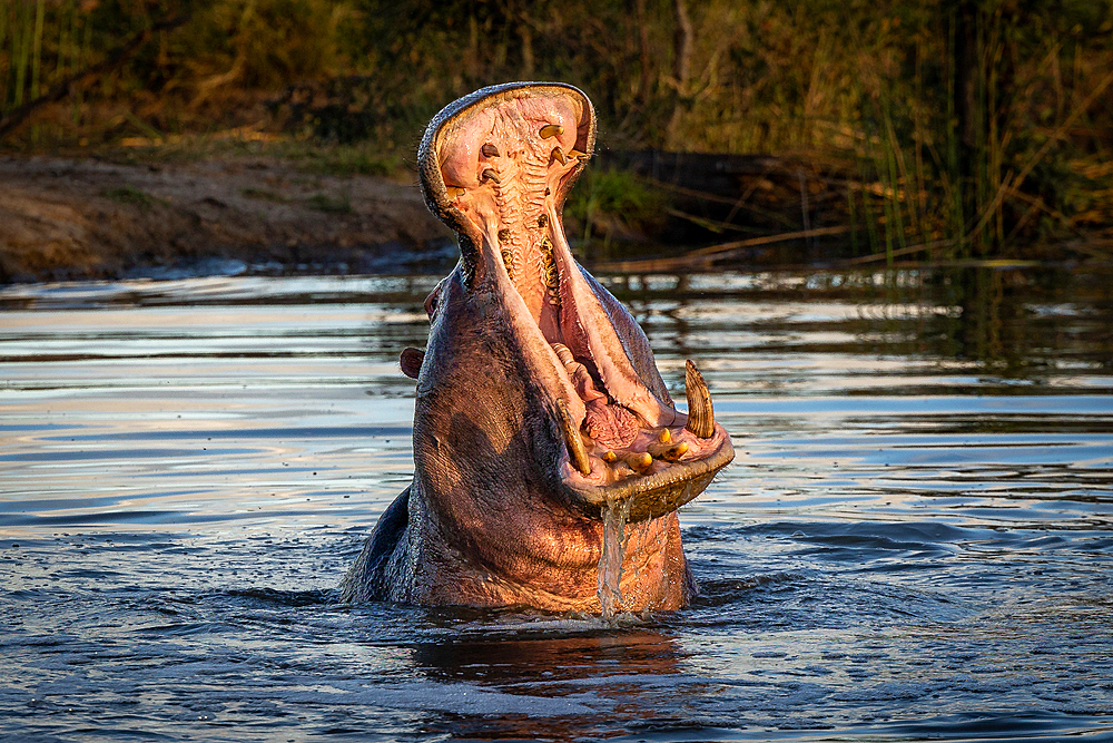 A hippo, Hippopotamusﾠamphibius, yawns, head above water in a dam pool.