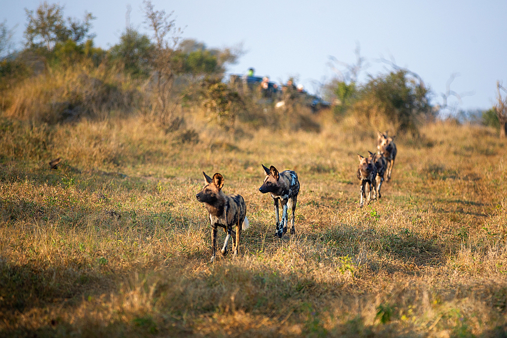 A pack of wild dogs, Lycaon pictus, run together through the grass.