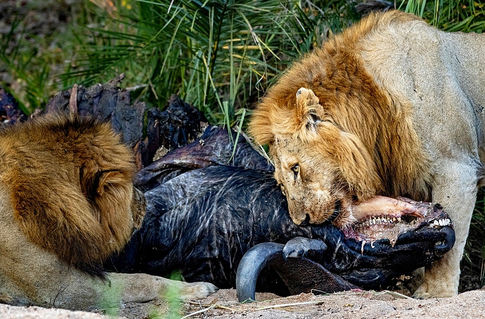 Male lions, Panthera leo, feed on a dead buffalo, Londolozi Wildlife Reserve, Sabi Sands, South Africa