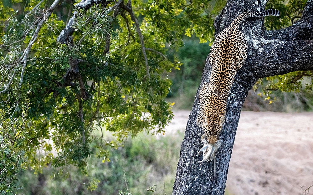 A leopard, Panthera pardus, climbs down a tree with a dead vervet monkey, Chlorocebus pygerythrus, in its mouth, Londolozi Wildlife Reserve, Sabi Sands, South Africa