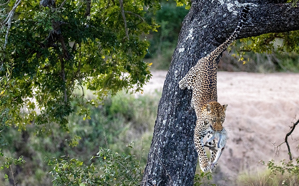 A leopard, Panthera pardus, climbs down a tree with a dead vervet monkey, Chlorocebus pygerythrus, in its mouth, Londolozi Wildlife Reserve, Sabi Sands, South Africa