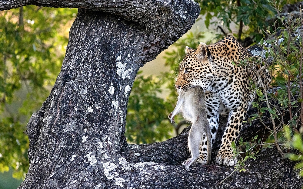 A leopard, Panthera pardus, sits in a tree with a dead vervet monkey, Chlorocebus pygerythrus, in its mouth, Londolozi Wildlife Reserve, Sabi Sands, South Africa