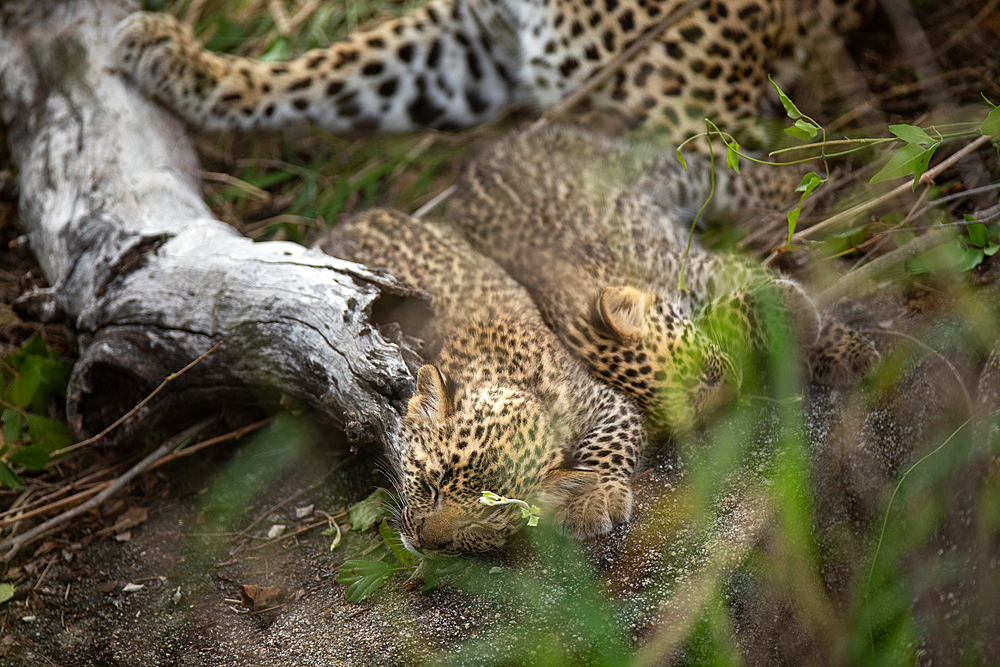 Two leopard cubs, Panthera pardus, lying down with their mother, Londolozi Wildlife Reserve, Sabi Sands, South Africa