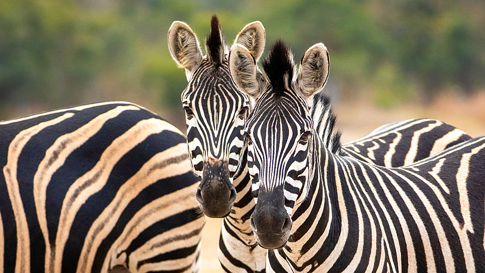 Two zebra, Equus quagga, standing together, direct gaze, Londolozi Wildlife Reserve, Sabi Sands, South Africa