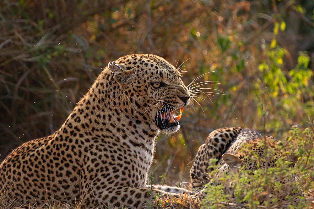 A male leopard, Panthera pardus, snarling, Londolozi Wildlife Reserve, Sabi Sands, South Africa