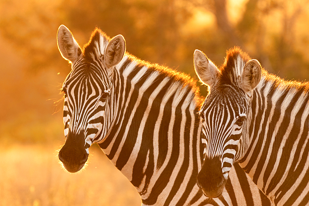 Two zebra, Equus quagga, standing in golden light, Londolozi Wildlife Reserve, Sabi Sands, South Africa