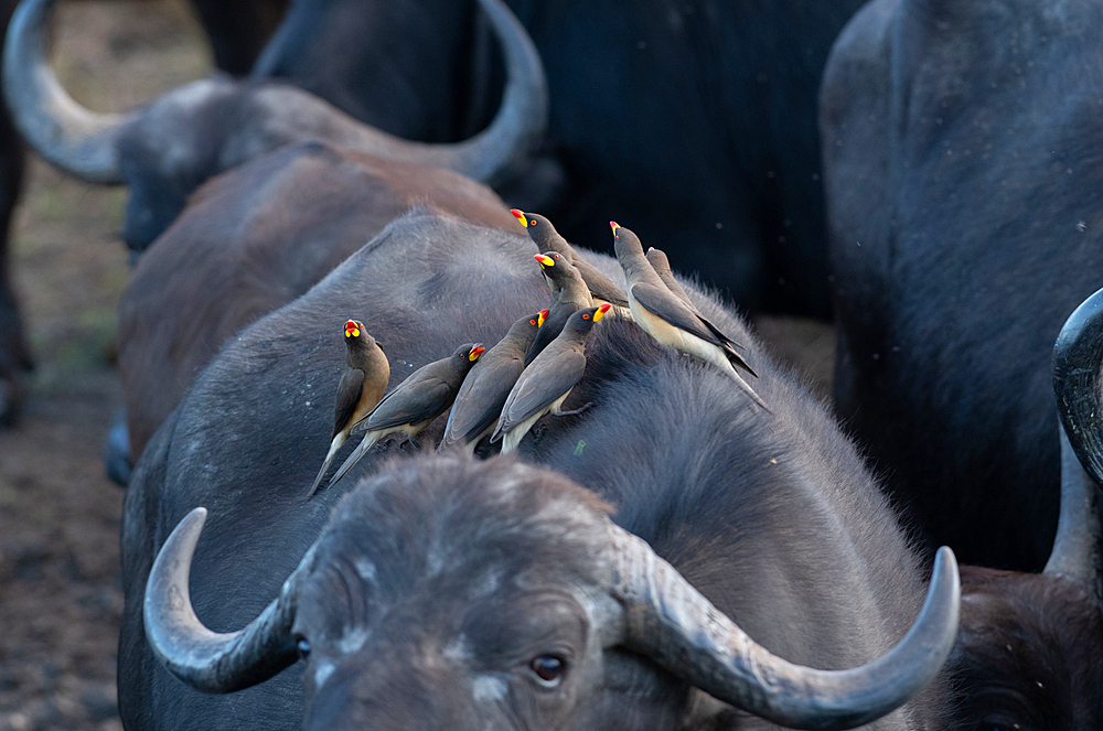 Yellow Billed Oxpeckers, Buphagus africanus, on the back of a buffalo, Londolozi Wildlife Reserve, Sabi Sands, South Africa