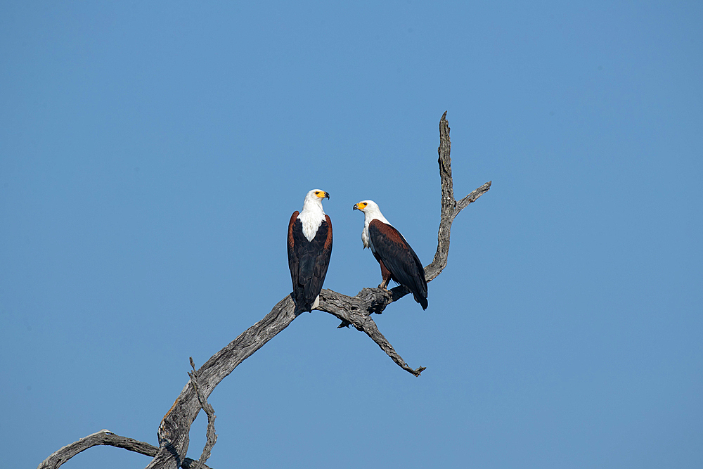 Two Fish Eagles, Haliaeetus vocifer, perched on a leadwood branch, Londolozi Wildlife Reserve, Sabi Sands, South Africa