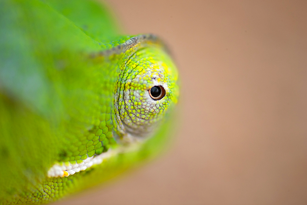 A close up of a chameleon's eye, Chamaeleonidae, Londolozi Wildlife Reserve, Sabi Sands, South Africa