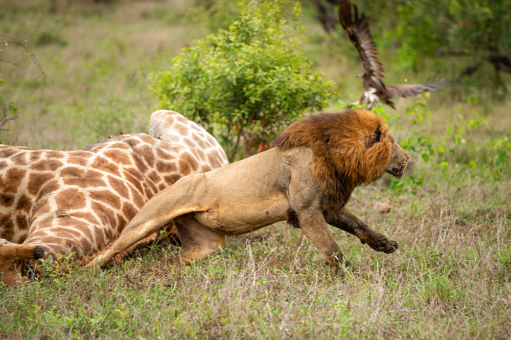 Male Lion, Panthera leo, chasing vultures away from a giraffe carcass, Londolozi Wildlife Reserve, Sabi Sands, South Africa