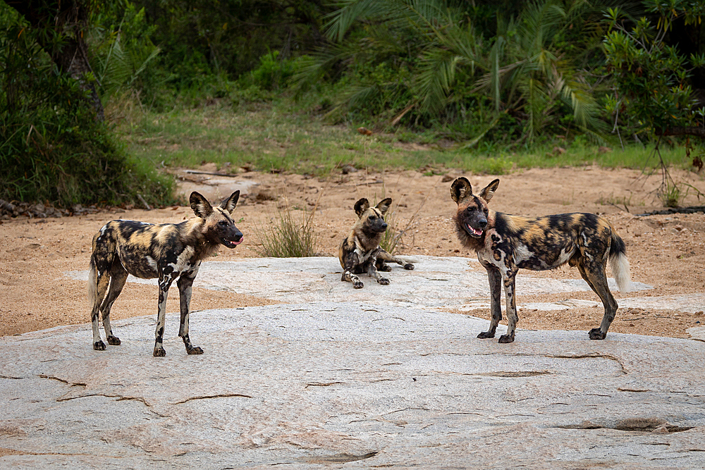 Wild dog, Lycaon pictus, on a boulder, looking to the side, Londolozi Wildlife Reserve, Sabi Sands, South Africa