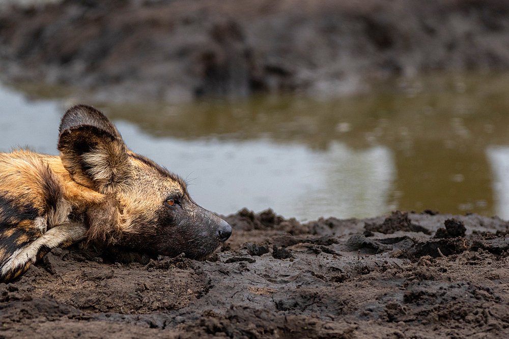 A close-up of a wild dog, Lycaon pictus, lying next to a dam, side profile, Londolozi Wildlife Reserve, Sabi Sands, South Africa