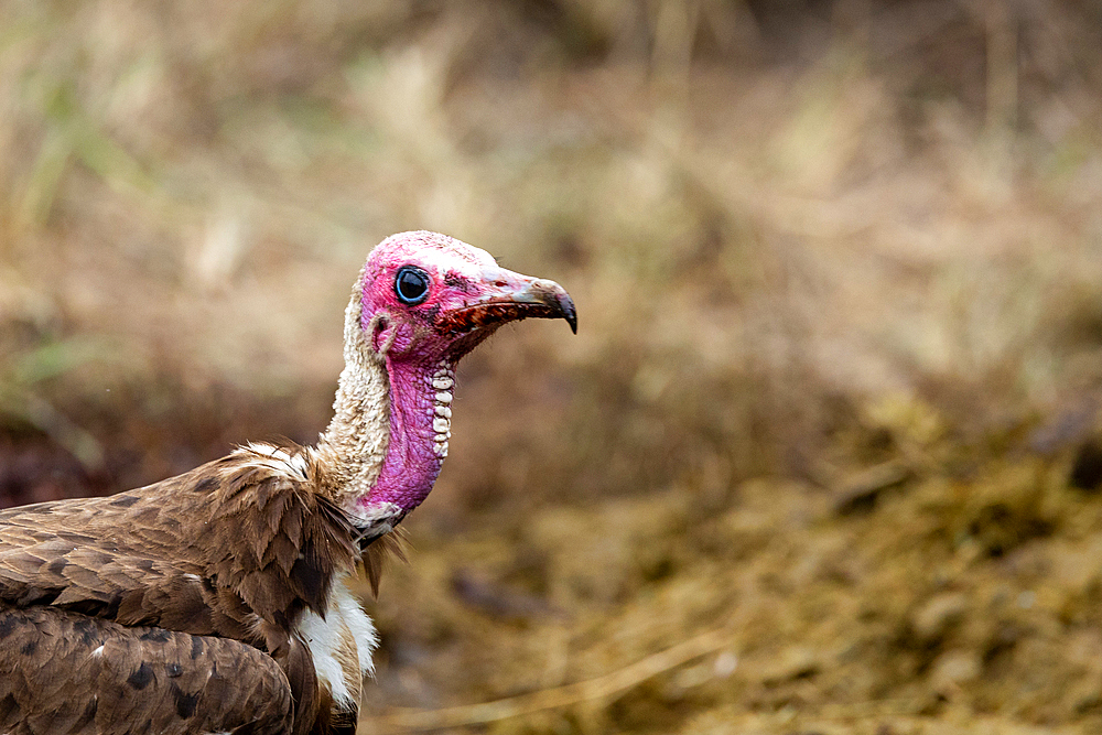 Close-up portrait of a Hooded Vulture, Necrosyrtes monachus, Londolozi Wildlife Reserve, Sabi Sands, South Africa