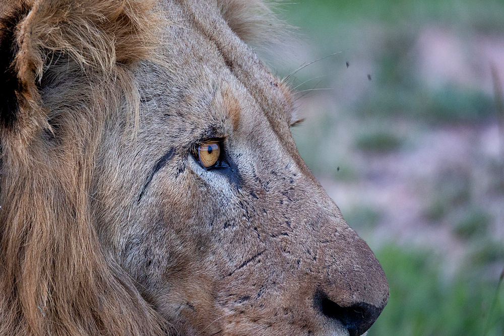 A close-up of a male lion's eye, Panthera leo, Londolozi Wildlife Reserve, Sabi Sands, South Africa