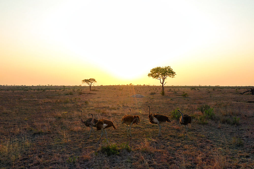 Ostriches, Struthio, at sunset, a small group of birds, Londolozi Wildlife Reserve, Sabi Sands, South Africa