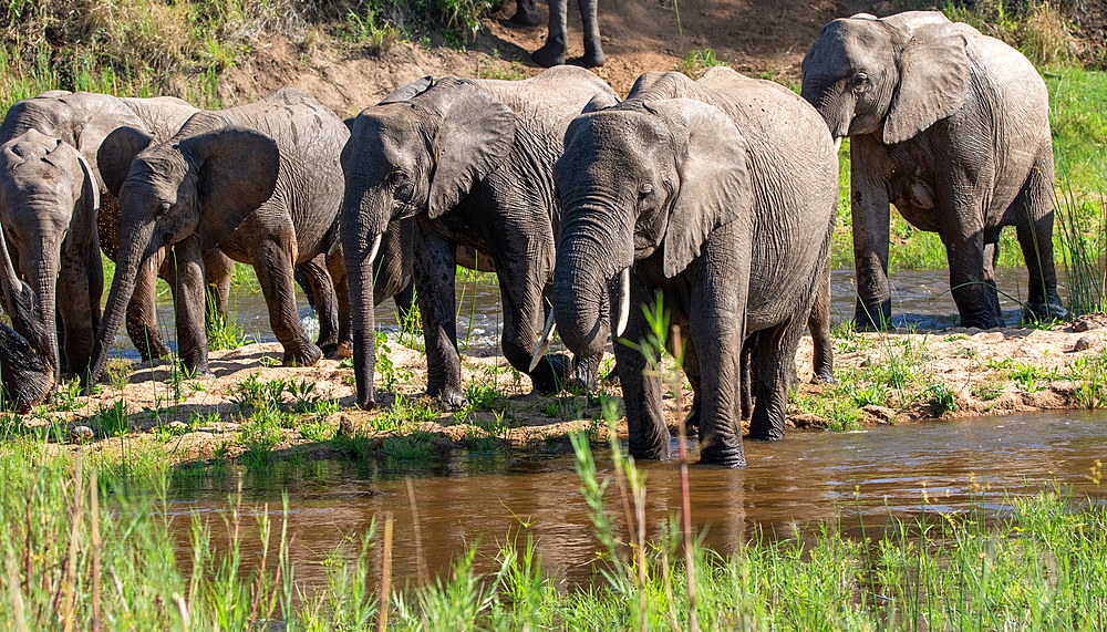 A herd of elephants, Loxodonta africana walking through a riverbed.