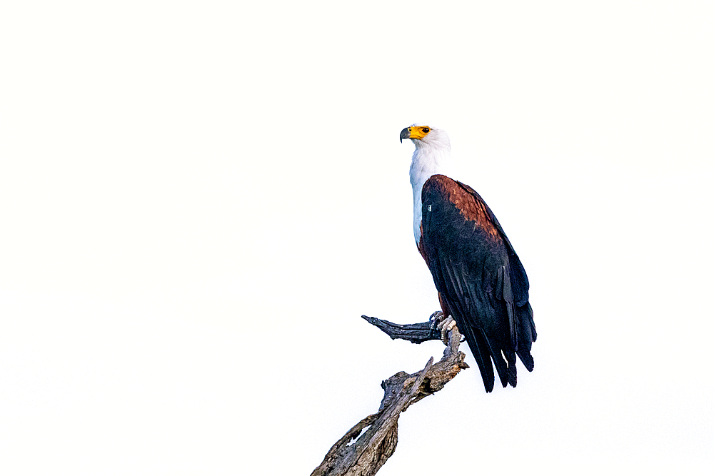 A fish eagle, Haliaeetus vocifer, perched on top of a branch.