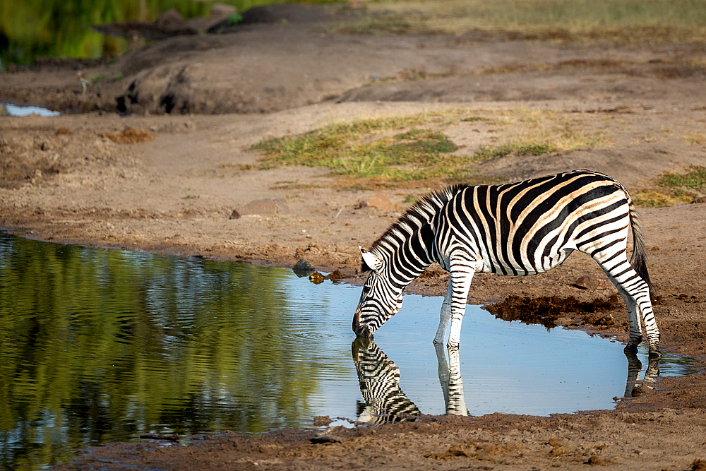 Zebra, Equus quagga, drinking from a dam or water hole.