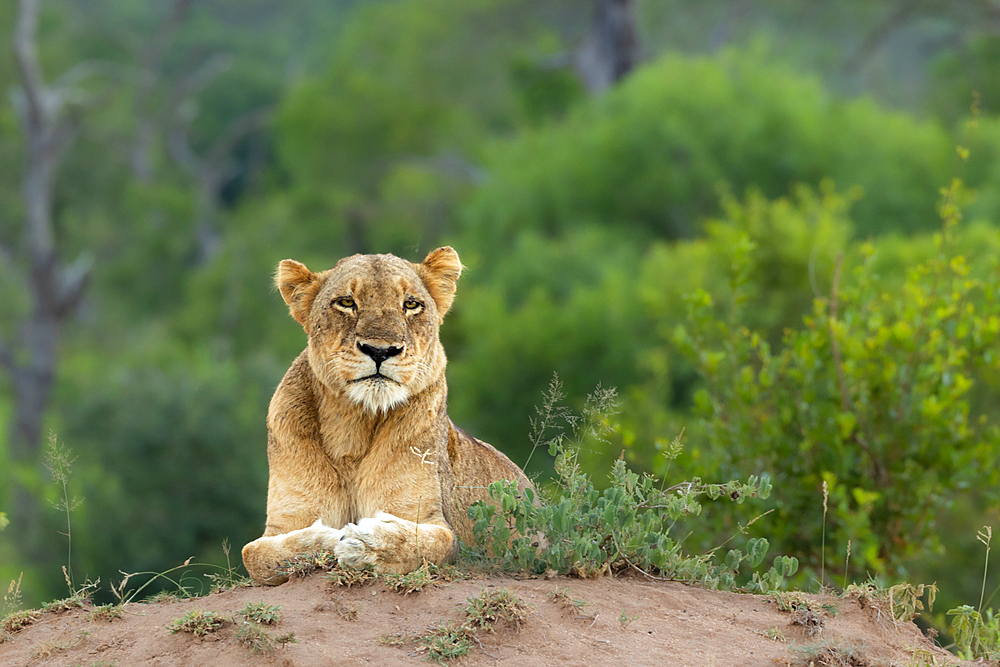 A Lioness, Panthera leo, lying down on the ground.