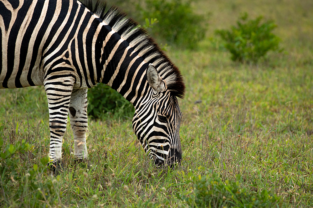 A Zebra, Equus quagga, grazing on grass.