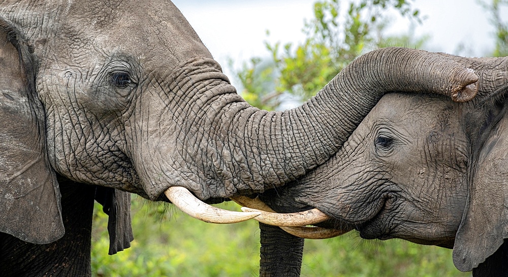 Two Elephants, Loxodonta africana, greet each other.